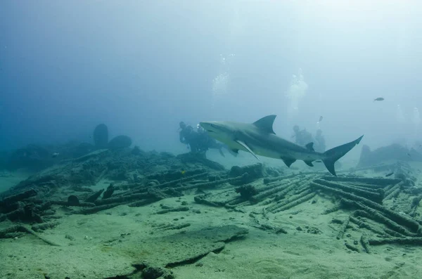 Bull Shark Carcharhinus Leucas Werkt Samen Met Duikers Riffen Van Stockfoto