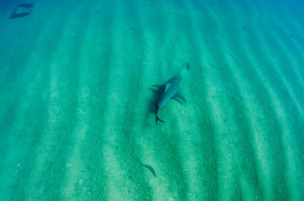 Bullhaj Carcharhinus Leucas Reven Vid Cortez Hav Stilla Havet Cabo Royaltyfria Stockbilder