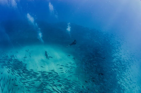 Koca Göz Trevally Jack Caranx Sexfasciatus Bir Okul Yem Topu Stok Resim