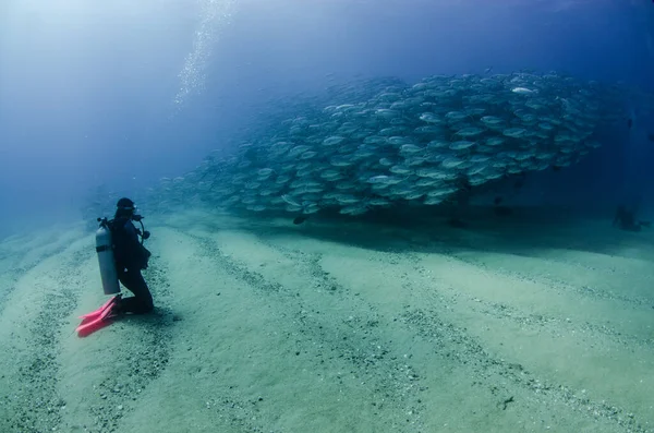 Ojo Grande Trevally Jack Caranx Sexfasciatus Formando Una Escuela Bola Imágenes de stock libres de derechos