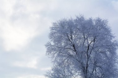 Kış bulutlu gökyüzü arka planda ağacında. Ağacın dalları, frost ile kaplıdır