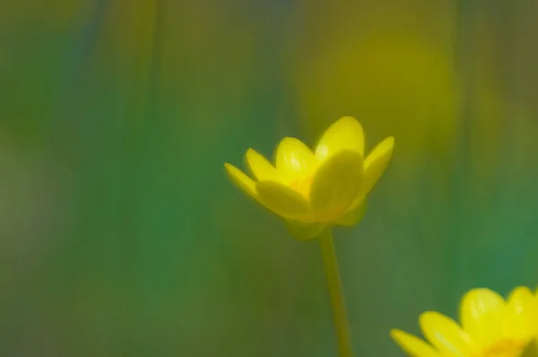 Flower Ficaria Verna Huds Estaba Borrosa Sobre Fondo Verde Primavera —  Fotos de Stock