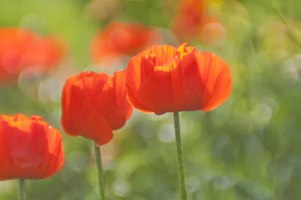 Bright Red Poppy Flowers Blurred Soft Focus Spring May Ukraine — Stock Photo, Image