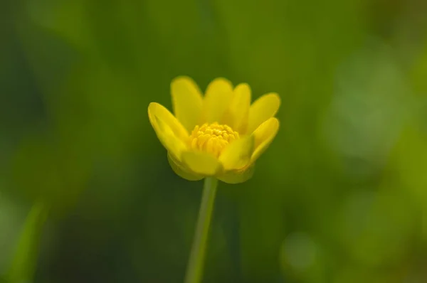 黄色の花 Ficaria ヴァーナは 緑の背景にぼやけています 春を告げる花 — ストック写真