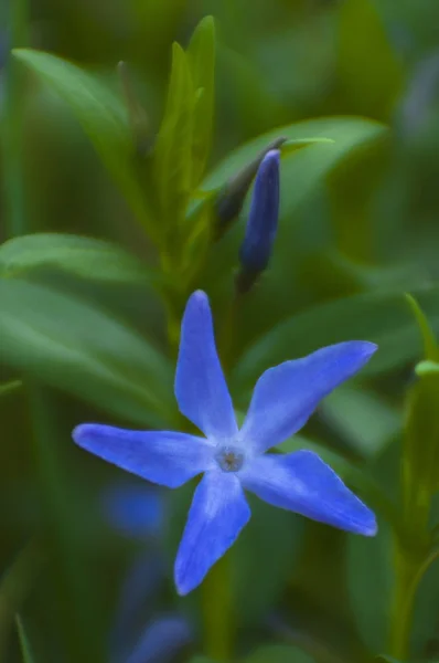 Flor Azul Periwinkle Borrada Periwinkle Herbáceo Primavera April Ucrânia — Fotografia de Stock