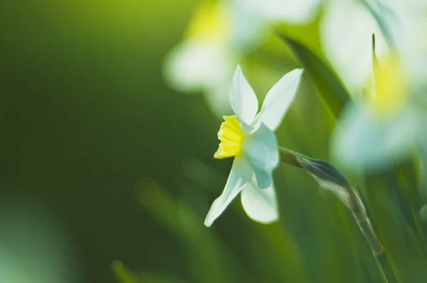 Blommor Narcissus Grön Bakgrund Motljus Mjukt Fokus Våren April Ukraina — Stockfoto