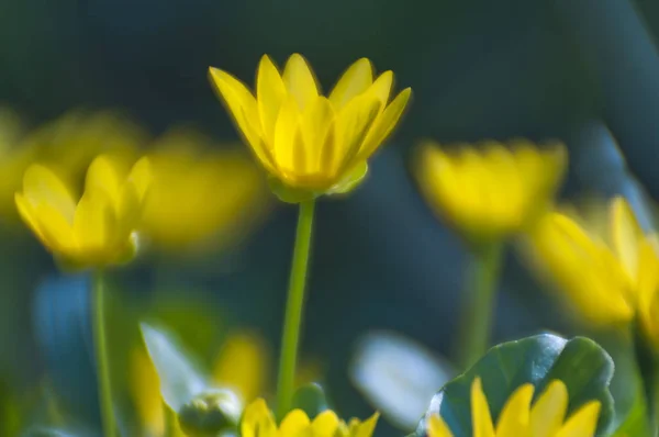 Flowers Ficaria Verna Huds Blurred Backlight Dark Background Spring April — Stock Photo, Image