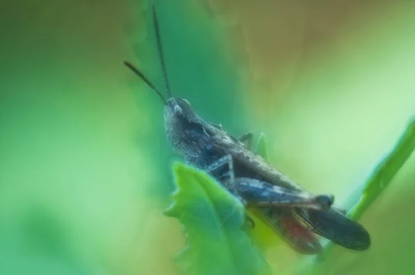 Grasshopper on a leaf close-up. Soft focus. Blurred background. Sammer, June. Ukraine.