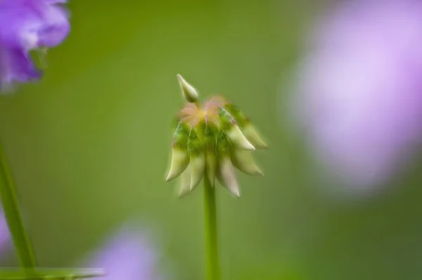 コロニラ植物の豆をクローズ アップ ソフト フォーカス ウクライナ — ストック写真