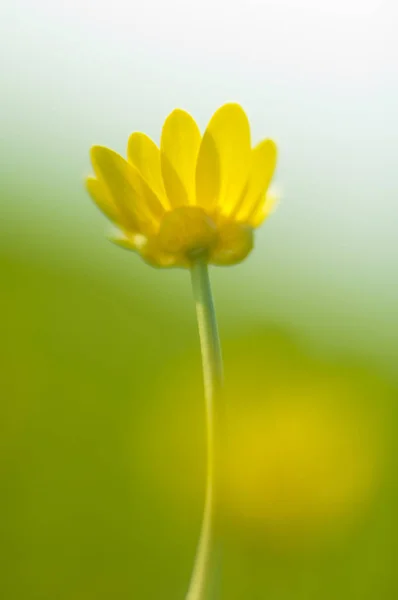 Bright Yellow Flower Ficaria Verna Huds Blurred Backlight Early Spring — Stock Photo, Image