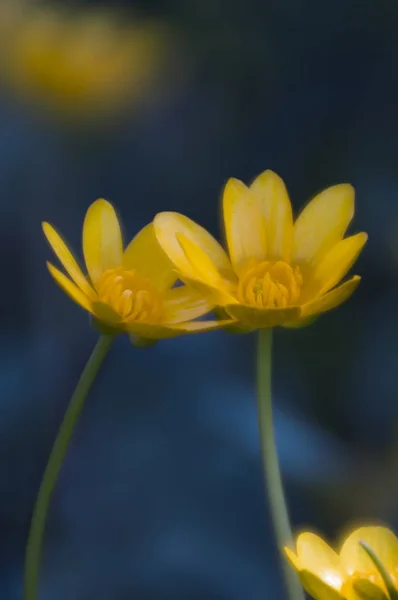 Dos Flores Ficaria Verna Huds Borrosas Sobre Fondo Azul Foco —  Fotos de Stock