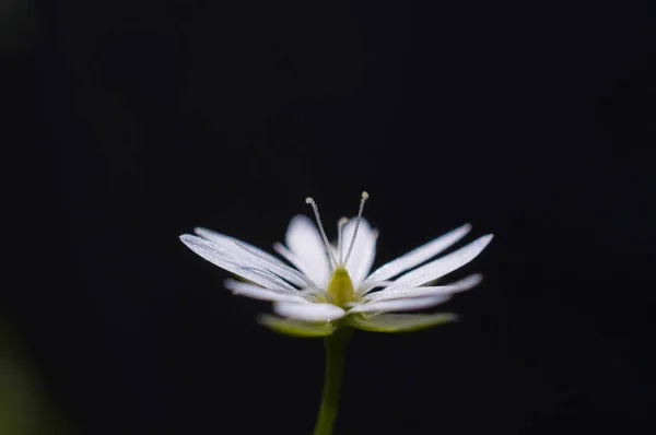 暗い背景に明るい白い花ハコベをクローズ アップ ハコベの Graminea 小さな被写し界深度 ウクライナ — ストック写真