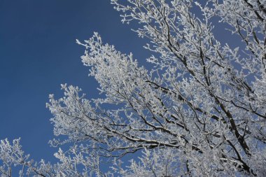 Frost meşe dalları