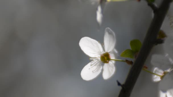 Plum Bloem Zonlicht Onscherpe Achtergrond Zachte Focus Bijen Zijn Zoemende — Stockvideo