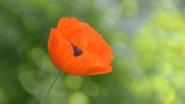 Vinden Träffar Den Röda Ljusa Vallmo Blomma Tas Närbild Färgglad — Stockvideo