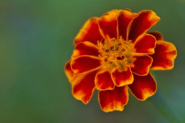 Leuchtende Ringelblume Aus Nächster Nähe Auf Verschwommenem Hintergrund Weicher Fokus — Stockfoto