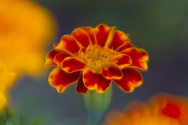 Leuchtende Ringelblume Aus Nächster Nähe Auf Verschwommenem Hintergrund Weicher Fokus — Stockfoto