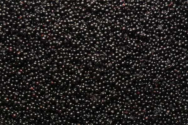 Lots of black elderberries for jam. Healthy, natural and vitamin food.