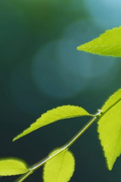 Blurred Background Elm Leaves Backlight Close Design Soft Focus Beautiful — Stock Photo, Image