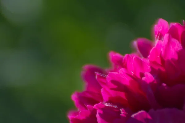 Размытый Фон Цветком Пиона Крупным Планом Обозначения Ярко Фиолетового Цвета — стоковое фото