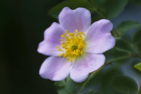 Imagem Suave Rosa Quadril Perto Luz Solar Cores Brilhantes Rosehip — Fotografia de Stock