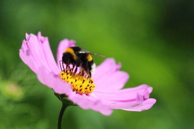 Pembe mor çiçekli arı - kozmos trianon - güneşli bir günde çayırda - makro doğa, metin için alanı olan çiçek arkaplanı