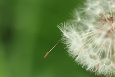 Karahindiba tohum makro closeup fotoğraf