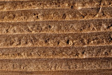 Ahşap doku makro çekimi