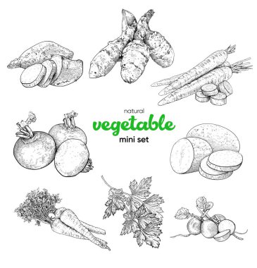 Natural vegetable mini set. Vintage hand drawing sketch vector illustration. Line graphics. Sweet potato, potato, Jerusalem artichoke, rutabaga, carrot, parsnip, parsley, radish clipart