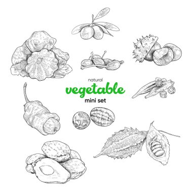 Doğal sebze mini seti. Klasik el çizimi taslak vektör çizimi. Doğrusal grafikler. Patisson, capers, zeytin, zeytin, zeytin, biber Peter, melotria, momodrika, bamya, chayote