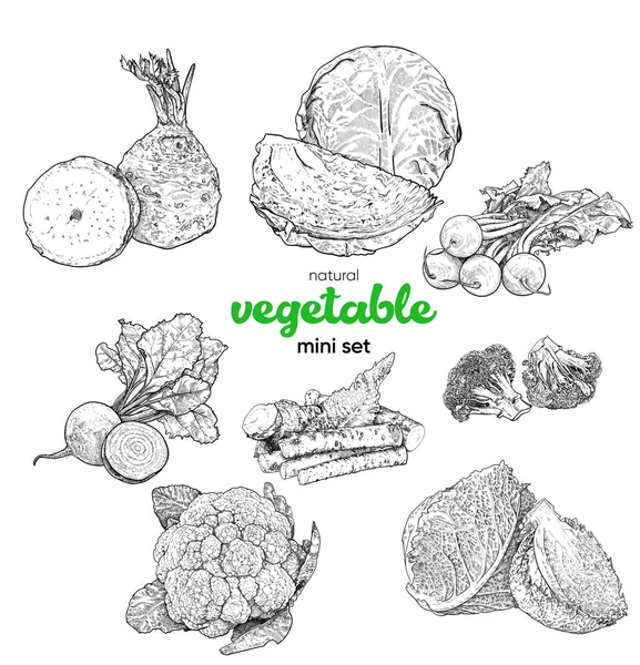 Mini Set Verduras Naturales Dibujo Mano Vintage Dibujo Ilustración Vector — Vector de stock