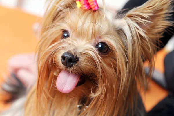 Bonito Bonito York Terrier Cão Casa — Fotografia de Stock