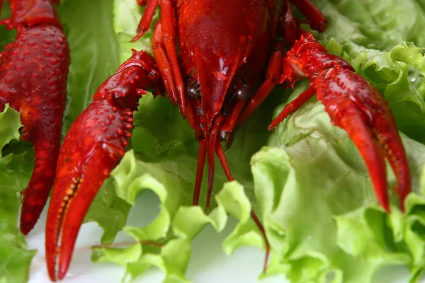 Uma Garra Vermelha Com Salada Verde — Fotografia de Stock