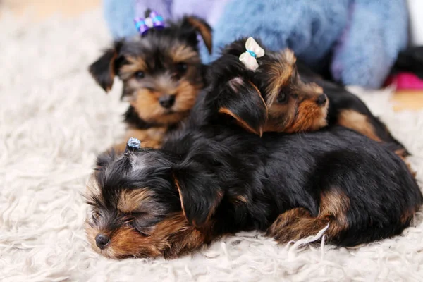 Cachorros Pequenos Bonitos Casa — Fotografia de Stock