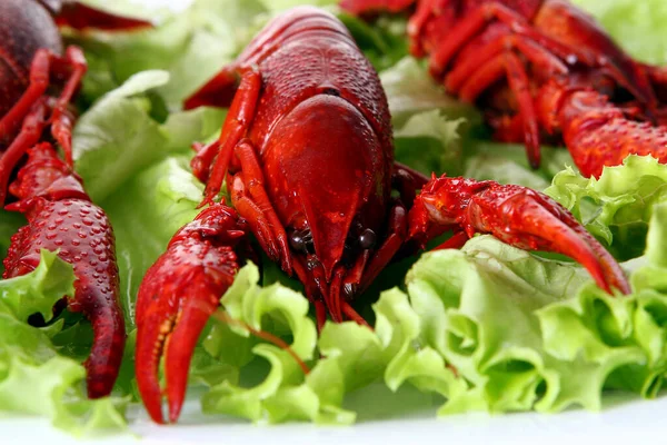 Uma Garra Vermelha Com Salada Verde — Fotografia de Stock