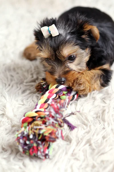 Kleine Schattige Puppy Thuis — Stockfoto