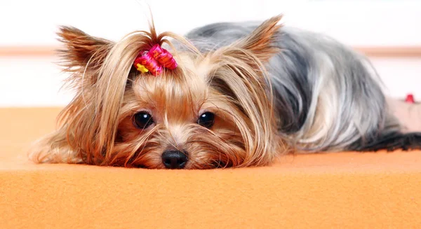 Bonito Bonito York Terrier Cão Casa — Fotografia de Stock