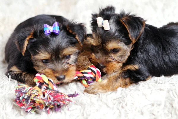 Cachorros Pequenos Bonitos Casa — Fotografia de Stock