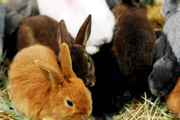 Beaucoup Lapins Différents Mignons Ferme Vue Rapprochée — Photo