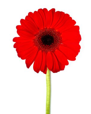 Çiçek, çiçek. Güzel Gerbera çiçeği