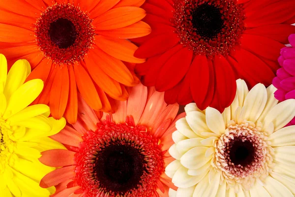 Blossom Krásná Barevná Gerbera Květina — Stock fotografie