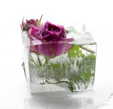 Buz küpünde donmuş gül