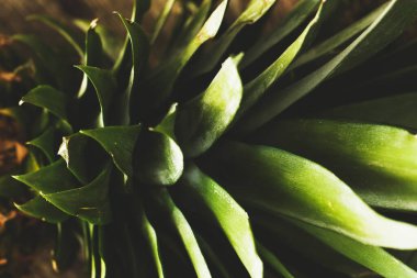 Tahta bir masada ananas.