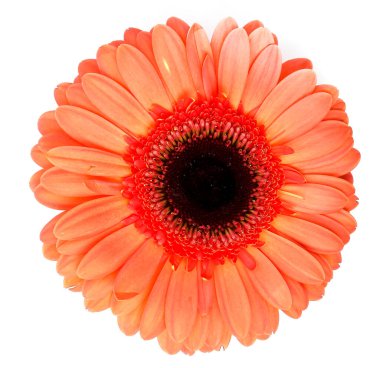 Çiçek, çiçek. Güzel Gerbera çiçeği