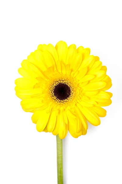 Kwiat Kwiat Piękny Kwiat Gerbery — Zdjęcie stockowe