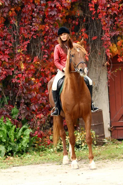 Woman Her Beautiful Brown Horse Stock Image