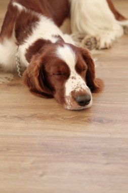 Evde yerde yatan köpek.