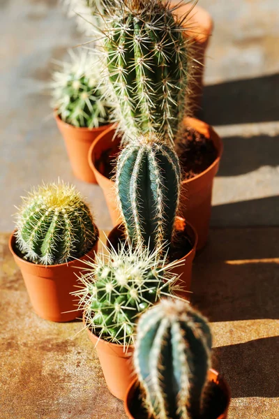Bitki. Kaktüs tencerede