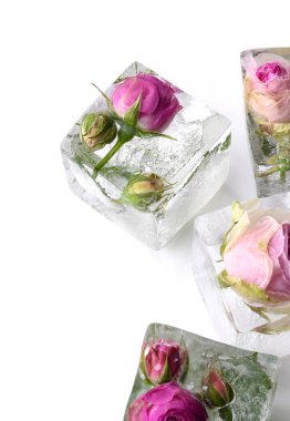 Buz küpünde donmuş gül