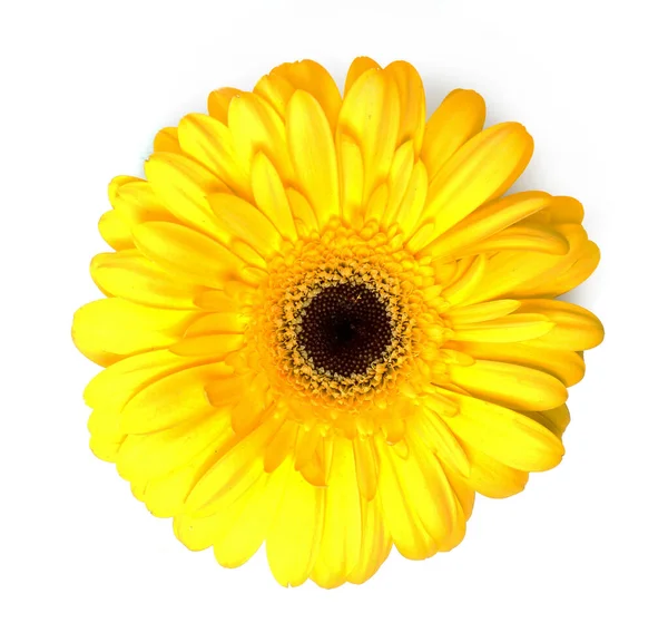 Kwiat Kwiat Piękny Kwiat Gerbery — Zdjęcie stockowe